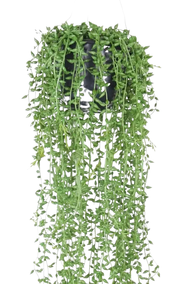 Künstliche Erbsenpflanze - Karina, 70 cm, Kunstpflanze von aplanta, inkl. Dekotopf, in Natur, für drinnen