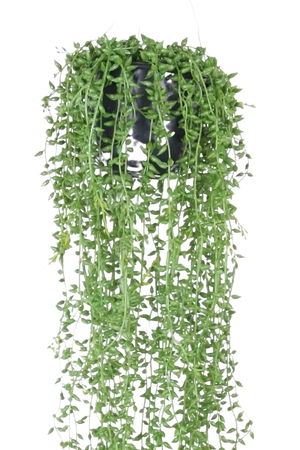 Künstliche Erbsenpflanze - Karina, 70 cm, Kunstpflanze von aplanta, inkl. Dekotopf, in Natur, für drinnen