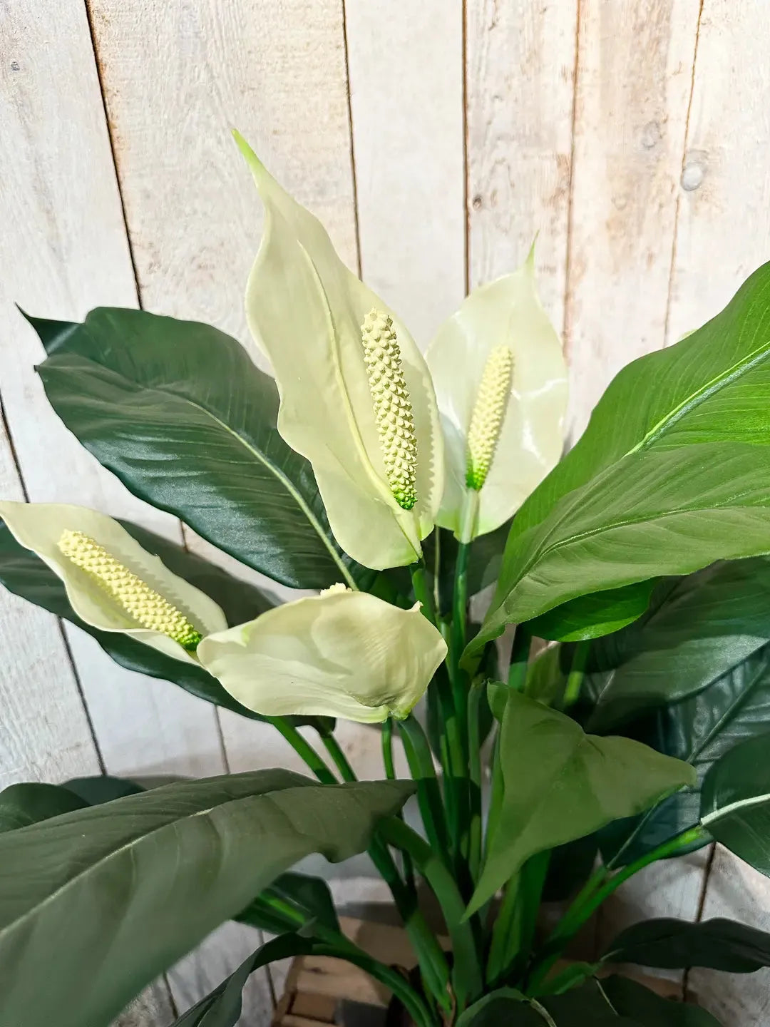 Künstliche Spathiphyllum - Big-Luna, 73 cm, Kunstbaum von aplanta, im schwarzen Topf, in Natur, für drinnen