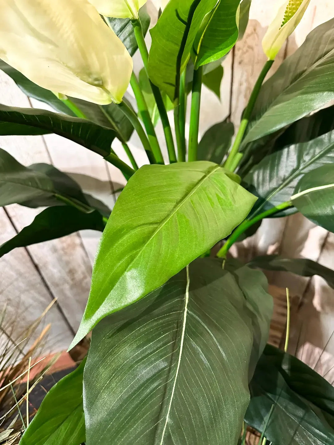 Künstliche Spathiphyllum - Big-Luna, 73 cm, Kunstbaum von aplanta, im schwarzen Topf, in Natur, für drinnen