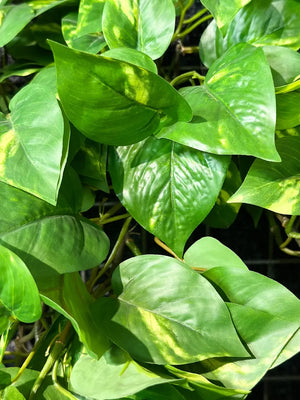 Künstlicher Hänge-Pothos - Bella, 85 cm, Kunstpflanze von aplanta, Steckpflanze, in Natur, für drinnen