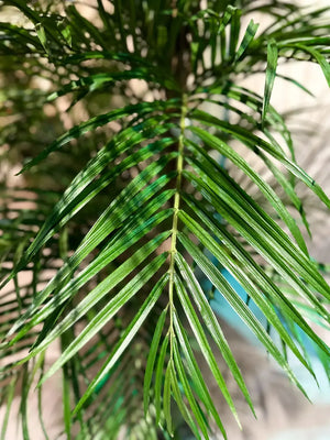 Künstliche Areca Palme - Christine, 210 cm, Kunstbaum von aplanta, im schwarzen Topf, in Natur, für drinnen