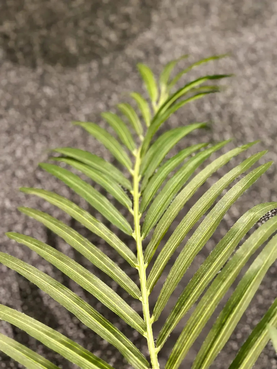 Künstliche Goldfruchtpalme - Eva, 170 cm, Kunstbaum von aplanta, im schwarzen Topf, in Natur, für drinnen