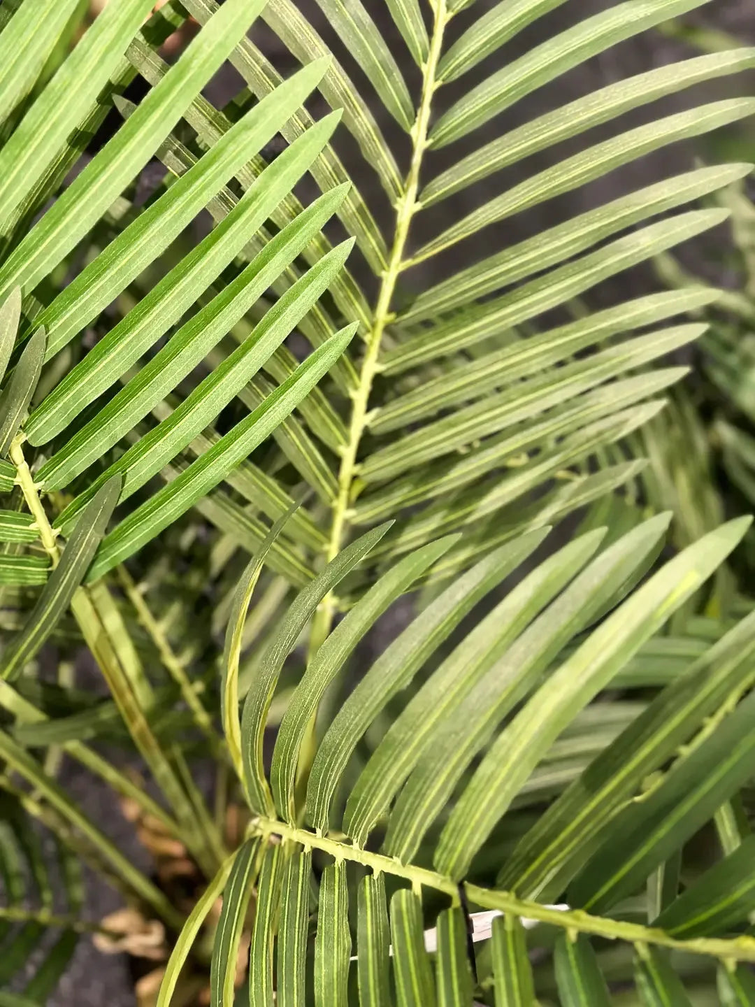 Künstliche Goldfruchtpalme - Eva, 170 cm, Kunstbaum von aplanta, im schwarzen Topf, in Natur, für drinnen