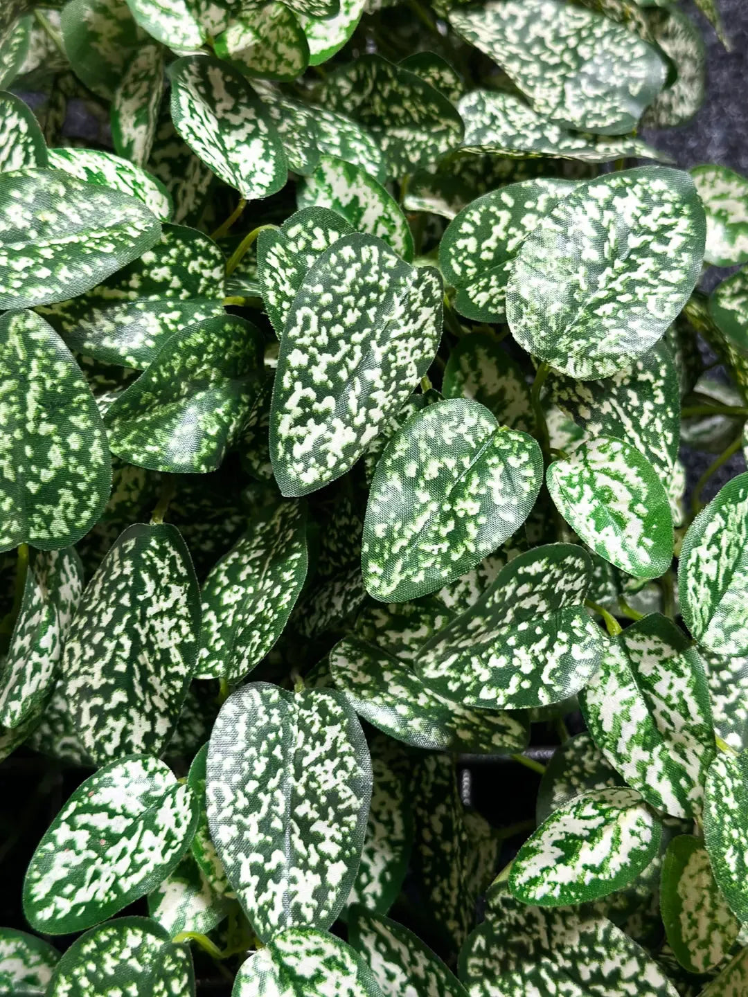 Künstliche Hypoestes - Efe, 50 cm, Kunstpflanze von aplanta, Steckpflanze, in Natur, für drinnen