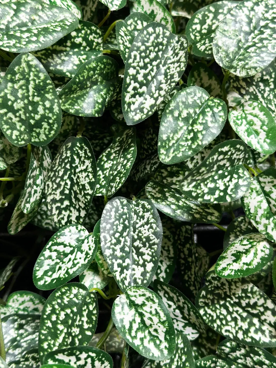 Künstliche Hypoestes - Efe, 50 cm, Kunstpflanze von aplanta, Steckpflanze, in Natur, für drinnen