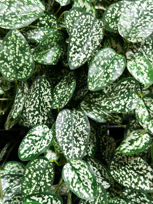 Künstliche Hypoestes - Efe, 50 cm, Kunstpflanze von aplanta, Steckpflanze, in Natur, für drinnen