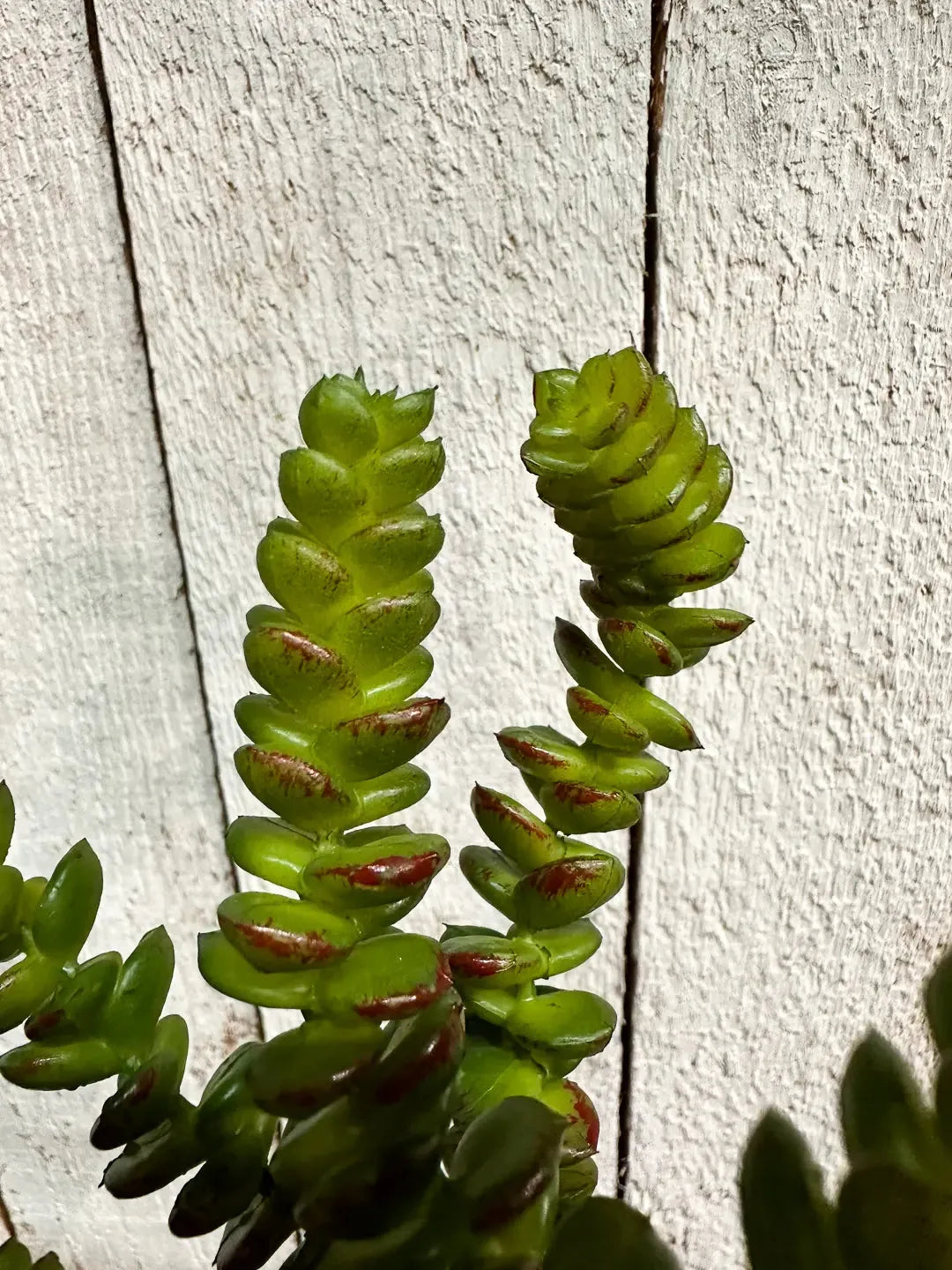 Künstliche Crassula - Hedi, 17 cm, Kunstpflanze von aplanta, Steckpflanze, für drinnen