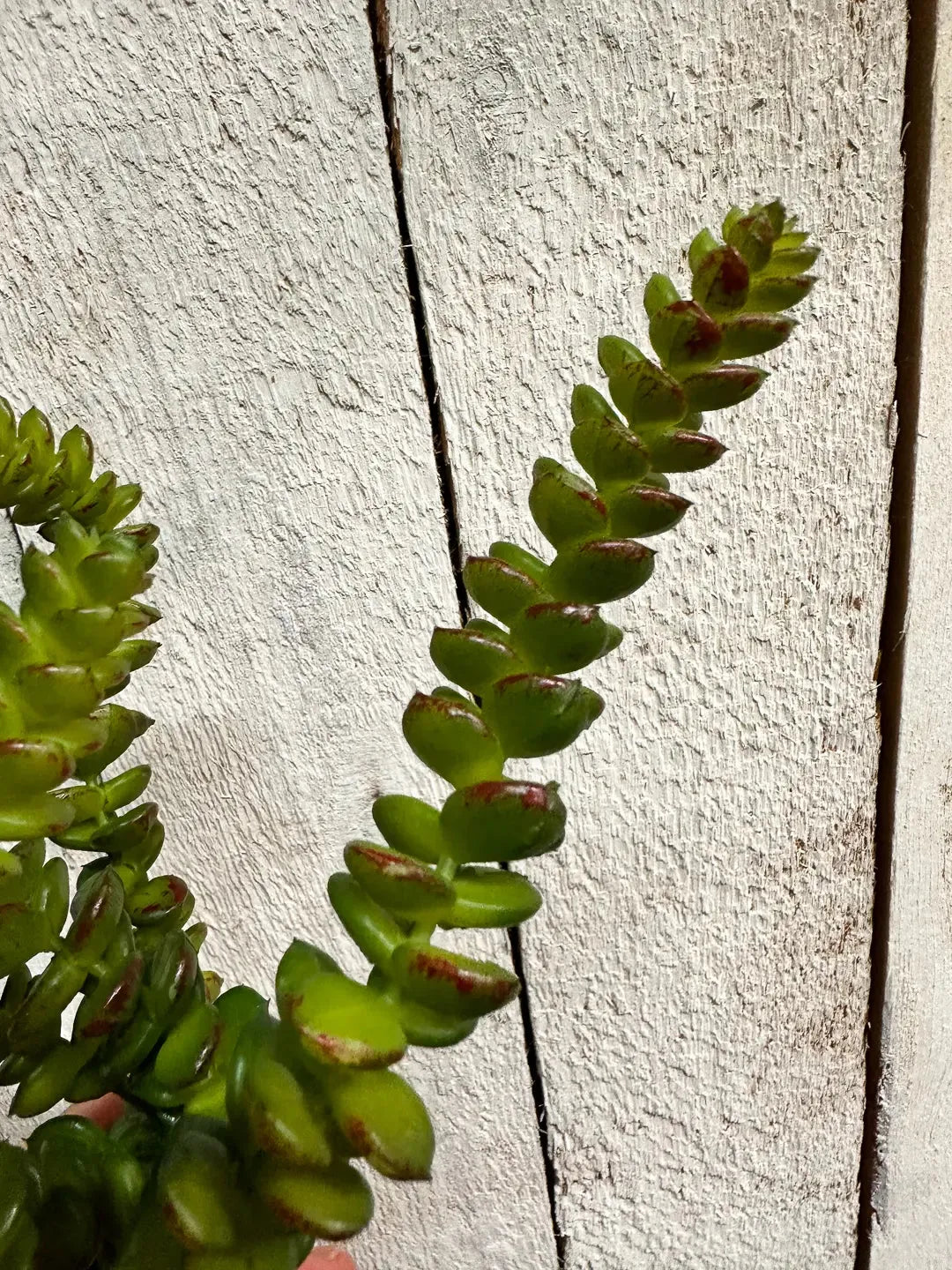 Künstliche Crassula - Hedi, 17 cm, Kunstpflanze von aplanta, Steckpflanze, für drinnen