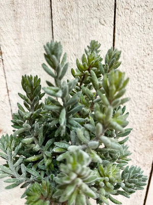Künstliche Sedum - Helin, 20 cm, Kunstpflanze von aplanta, Steckpflanze, für drinnen