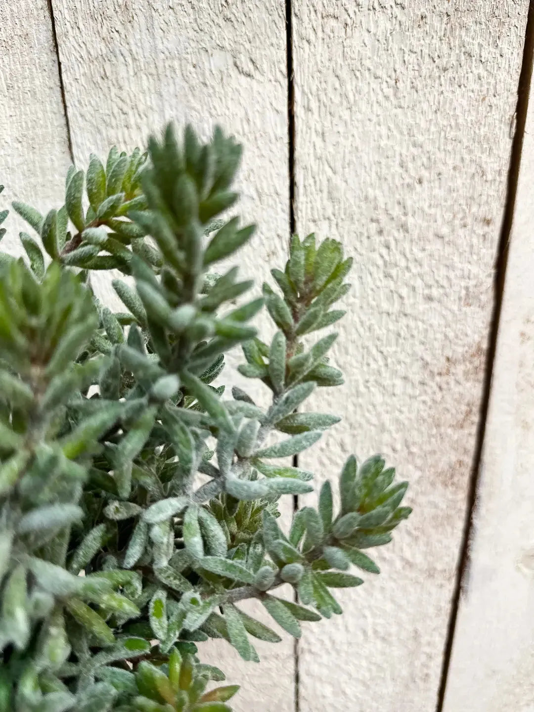 Künstliche Sedum - Helin, 20 cm, Kunstpflanze von aplanta, Steckpflanze, für drinnen