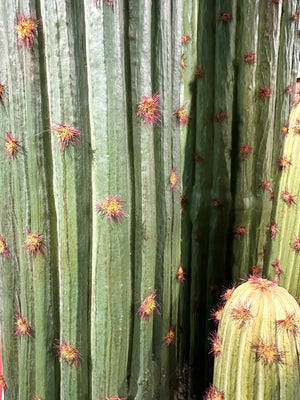 Künstlicher Kaktus - Hagen, 125 cm, Kunstpflanze von aplanta, in Natur, für drinnen