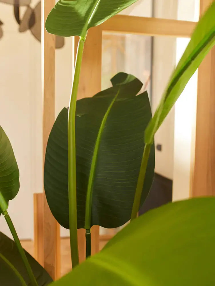 Künstliche Strelitzia - Josephine, 230 cm, Kunstbaum von aplanta, in Natur, für drinnen