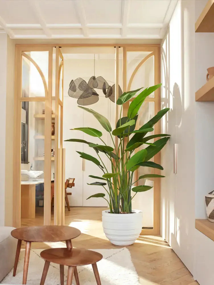 Künstliche Strelitzia - Josephine, 230 cm, Kunstbaum von aplanta, in Natur, für drinnen