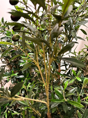 Künstlicher Olivenbaum - Ian, 120 cm, Kunstbaum von aplanta, mit Echtholzstamm, in Natur, für drinnen