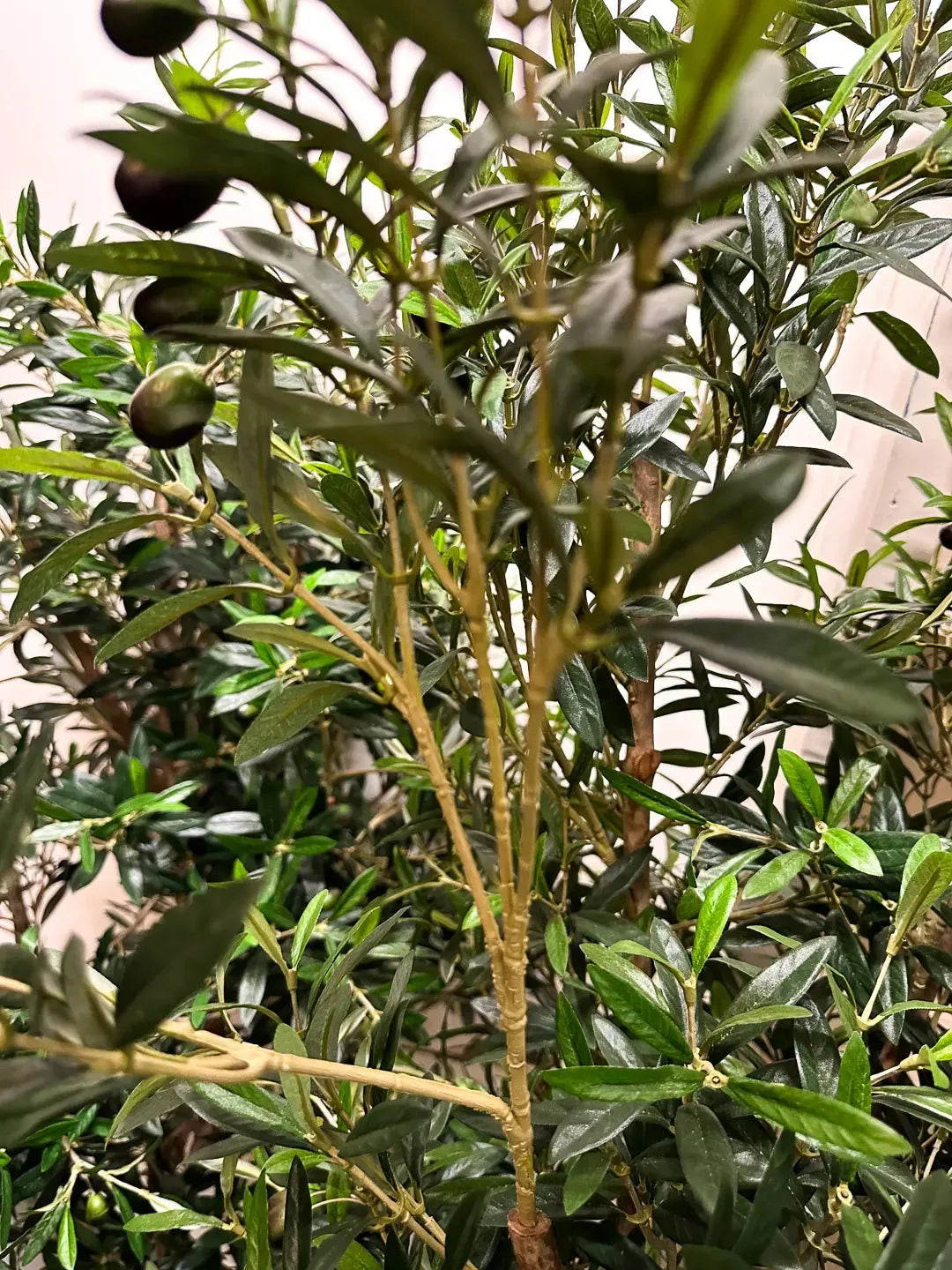 Künstlicher Olivenbaum - Ian, 150 cm, Kunstbaum von aplanta, mit Echtholzstamm, in Natur, für drinnen