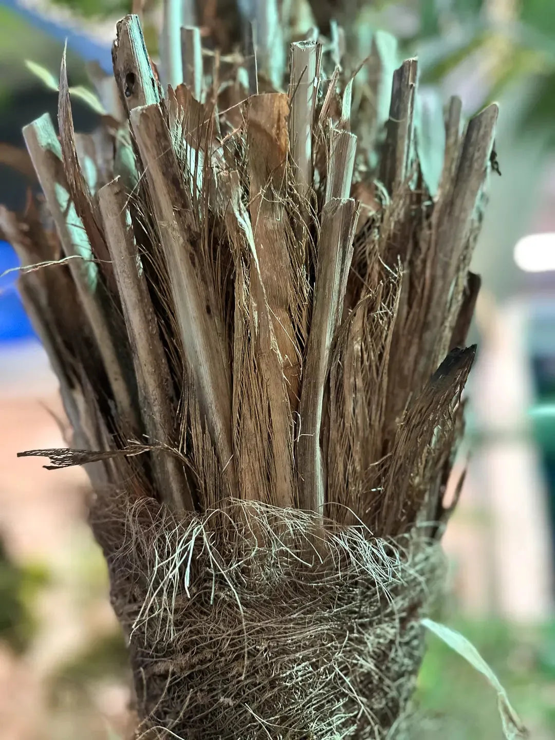 Künstliche Dattelpalme - Kian, 180 cm, Kunstbaum von aplanta, in Natur, für drinnen