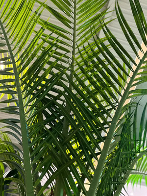 Künstliche Dattelpalme - Kian, 240 cm, Kunstbaum von aplanta, in Natur, für drinnen