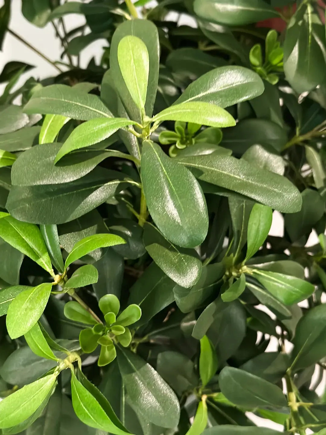 Künstlicher Pittosporum - Pierre, 120 cm, Kunstbaum von aplanta, im schwarzen Topf, in Natur, für drinnen