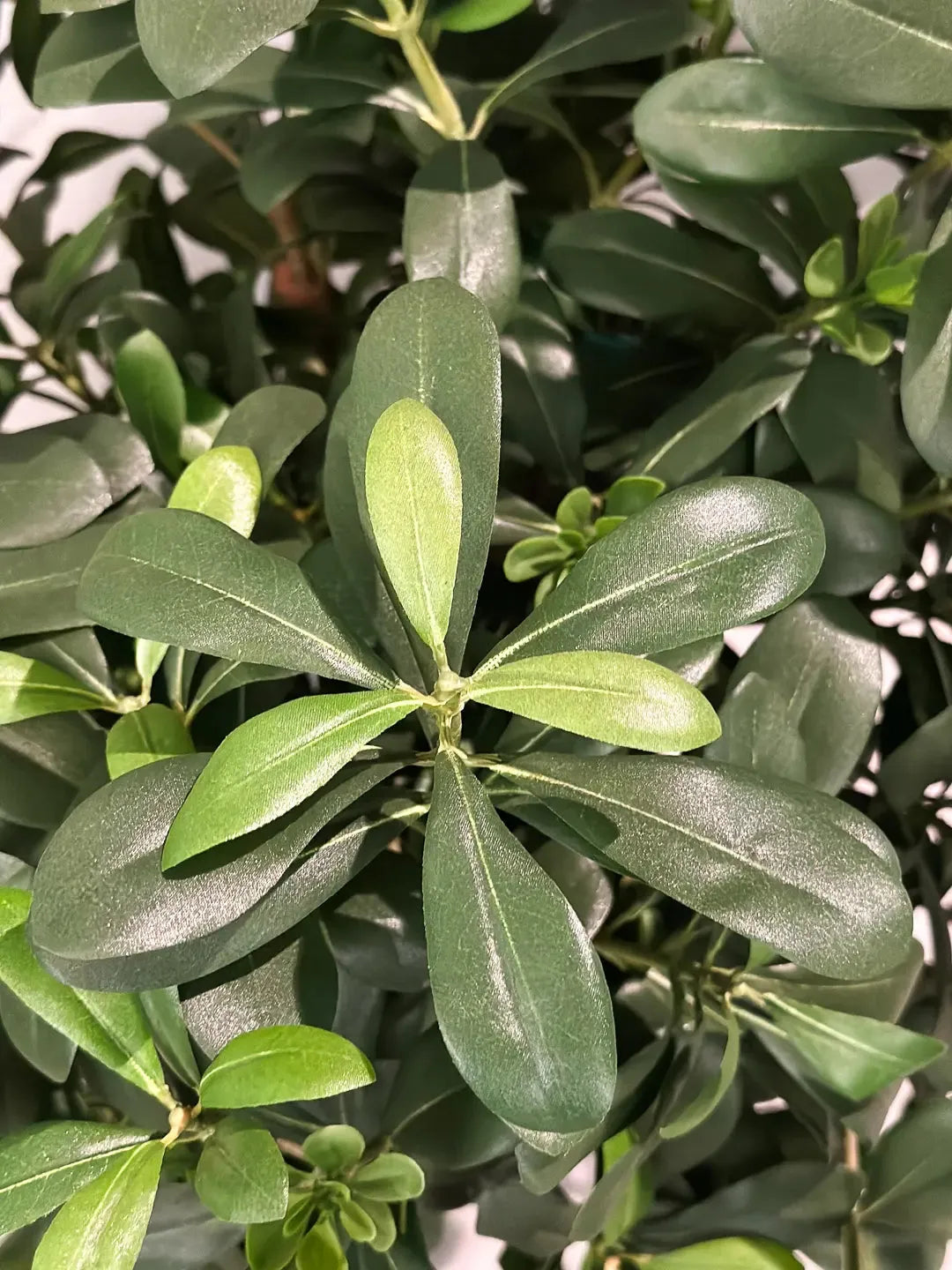 Künstlicher Pittosporum - Pierre, 120 cm, Kunstbaum von aplanta, im schwarzen Topf, in Natur, für drinnen