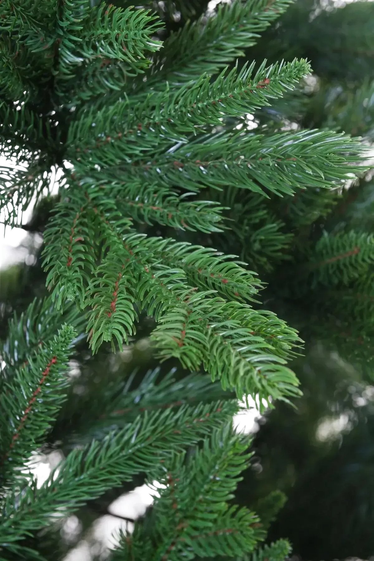 Künstlicher Weihnachtsbaum - Gabriel, 150 cm, Kunstbaum von aplanta, in Grün, für drinnen