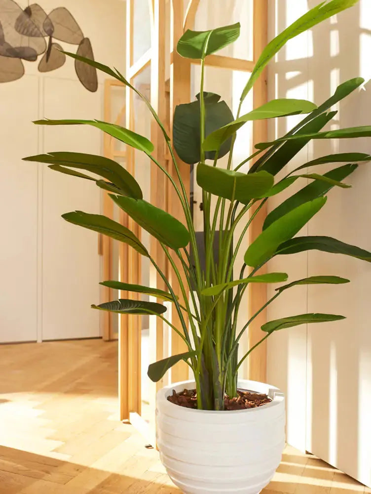 Künstliche Strelitzia - Josephine, 230 cm, Kunstbaum von aplanta, in Natur, für drinnen
