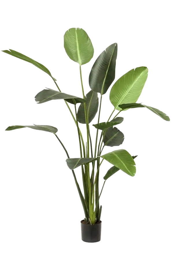 Künstliche Strelitzia - Josephine, 230 cm, Kunstbaum von aplanta, in Natur, für drinnen