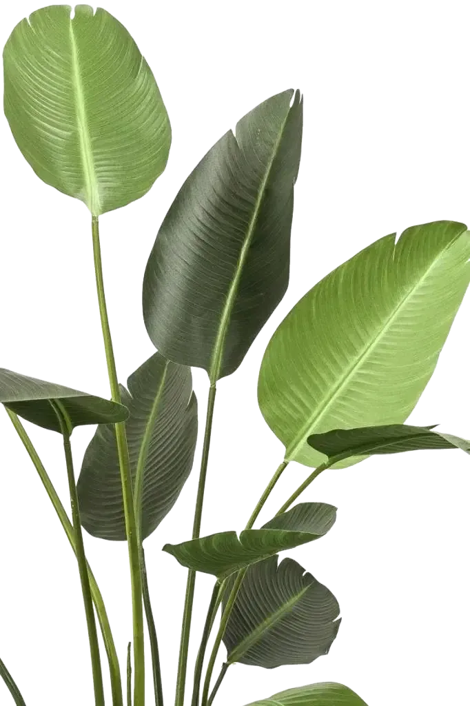 Künstliche Strelitzia - Josephine, 230 cm, Kunstbaum von aplanta, in Natur, für drinnen