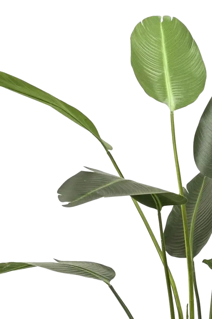 Künstliche Strelitzia - Josephine, 230 cm, Kunstbaum von aplanta, in Natur, für drinnen