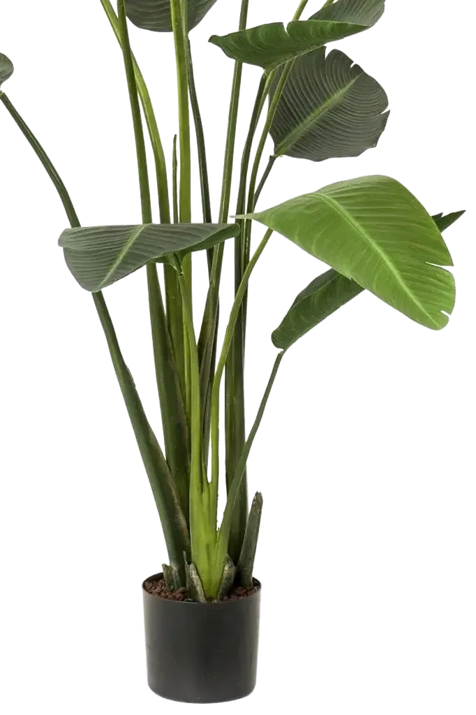 Künstliche Strelitzia - Josephine, 230 cm, Kunstbaum von aplanta, in Natur, für drinnen