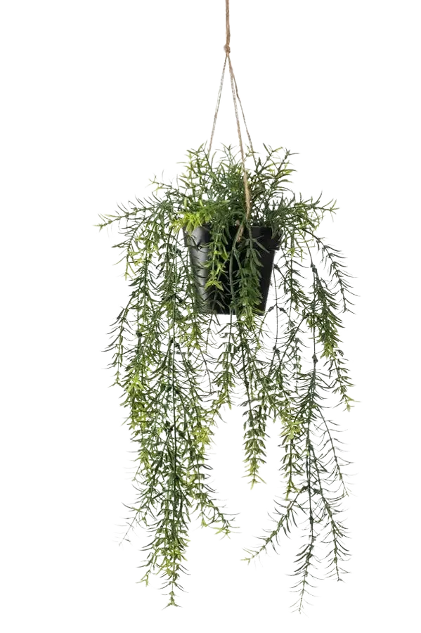Künstlicher Hänge-Zierspargel - Kilian, 50 cm, Kunstpflanze von aplanta, inkl. Dekotopf, im schwarzen Topf, in Natur