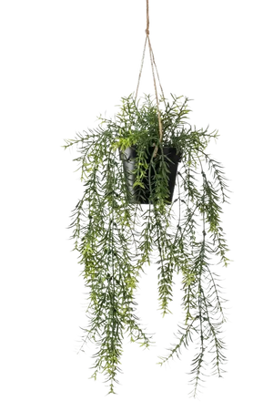 Künstlicher Hänge-Zierspargel - Kilian, 50 cm, Kunstpflanze von aplanta, inkl. Dekotopf, im schwarzen Topf, in Natur