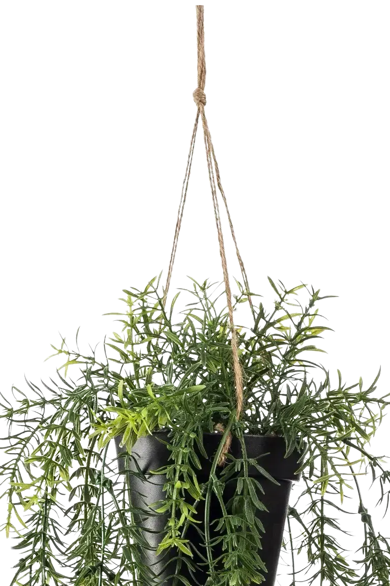 Künstlicher Hänge-Zierspargel - Kilian, 50 cm, Kunstpflanze von aplanta, inkl. Dekotopf, im schwarzen Topf, in Natur