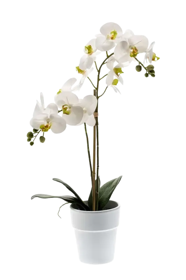 Künstliche Orchidee - Leonard, 65 cm, Kunstblume von aplanta, Real Touch, inkl. Dekotopf, in Natur, für drinnen