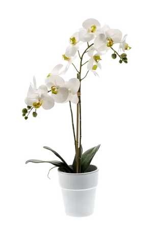 Künstliche Orchidee - Leonard, 65 cm, Kunstblume von aplanta, Real Touch, inkl. Dekotopf, in Natur, für drinnen