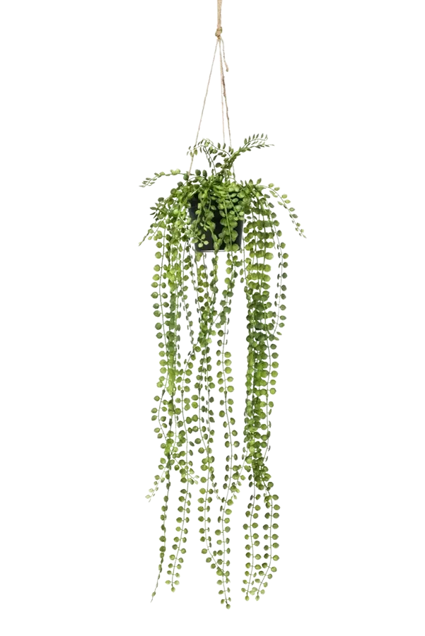 Künstlicher Kletterficus - Kaja, 60 cm, Kunstbaum von aplanta, mit Mangrovenstamm, im schwarzen Topf, in Natur, für drinnen