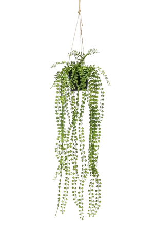 Künstlicher Kletterficus - Kaja, 60 cm, Kunstbaum von aplanta, mit Mangrovenstamm, im schwarzen Topf, in Natur, für drinnen