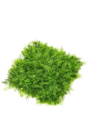 Künstliche Farn und Wacholder Matte - Nisa, 5 cm, Kunstpflanze von aplanta, UV-beständig, in Natur, für draußen