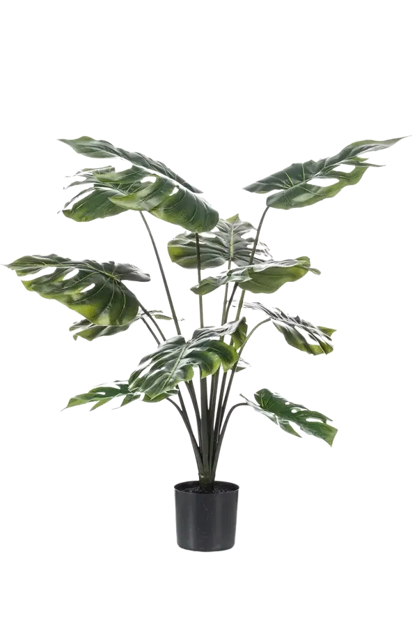Künstliche Monstera - Karl, 80 cm, Kunstpflanze von aplanta, Real Touch, im schwarzen Topf, in Natur, für drinnen