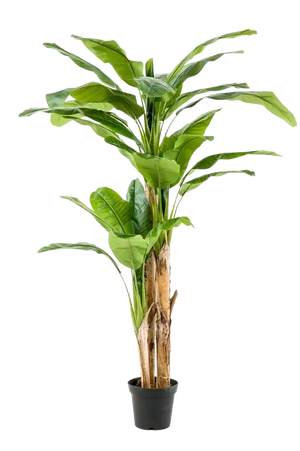 Künstlicher Bananenbaum - Maliora, 210 cm, Kunstbaum von aplanta, UV-beständig, inkl. Startertopf, in Grün, für drinnen