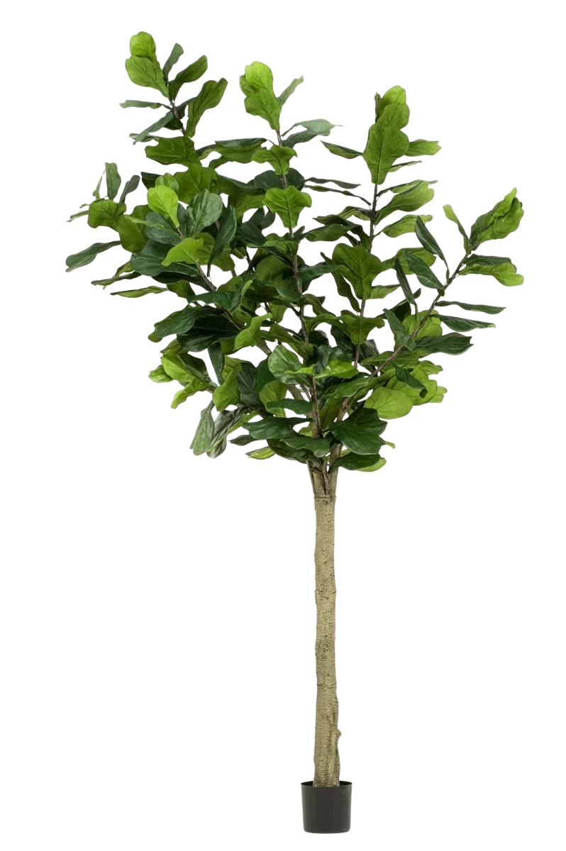 Künstlicher Ficus lyrata - Sandra, 300 cm, Kunstbaum von aplanta, in Grün, für drinnen