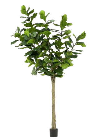 Künstlicher Ficus lyrata - Sandra, 300 cm, Kunstbaum von aplanta, in Grün, für drinnen