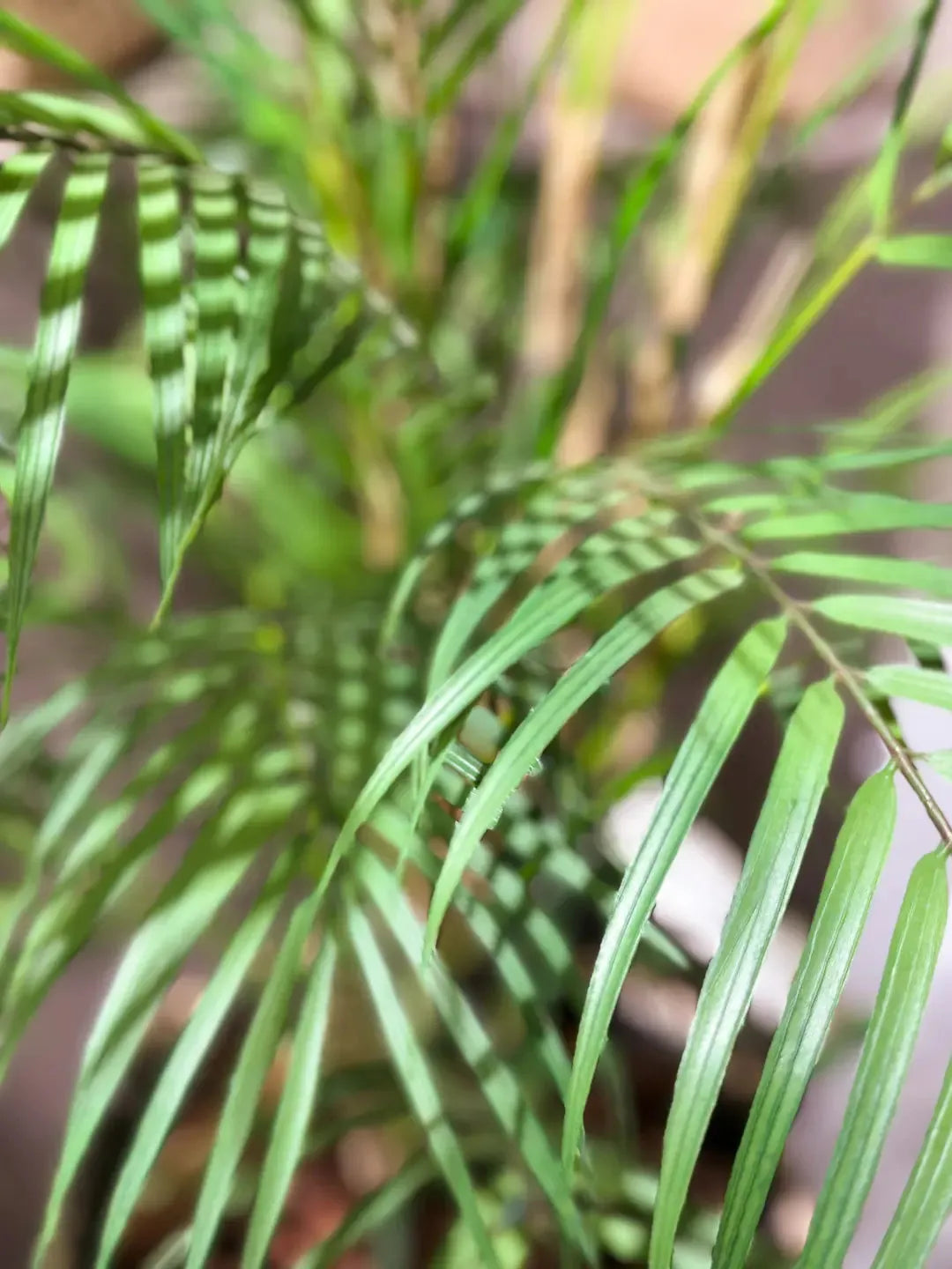 Künstliche Bergpalme - Nadine, 120 cm, Kunstbaum von aplanta, im schwarzen Topf, in Natur, für drinnen