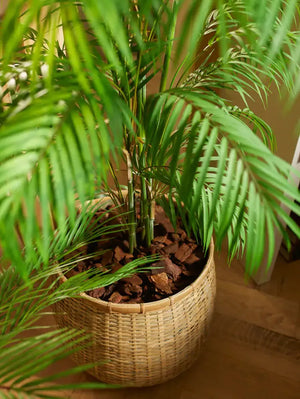 Künstliche Bergpalme - Nadine, 120 cm, Kunstbaum von aplanta, im schwarzen Topf, in Natur, für drinnen