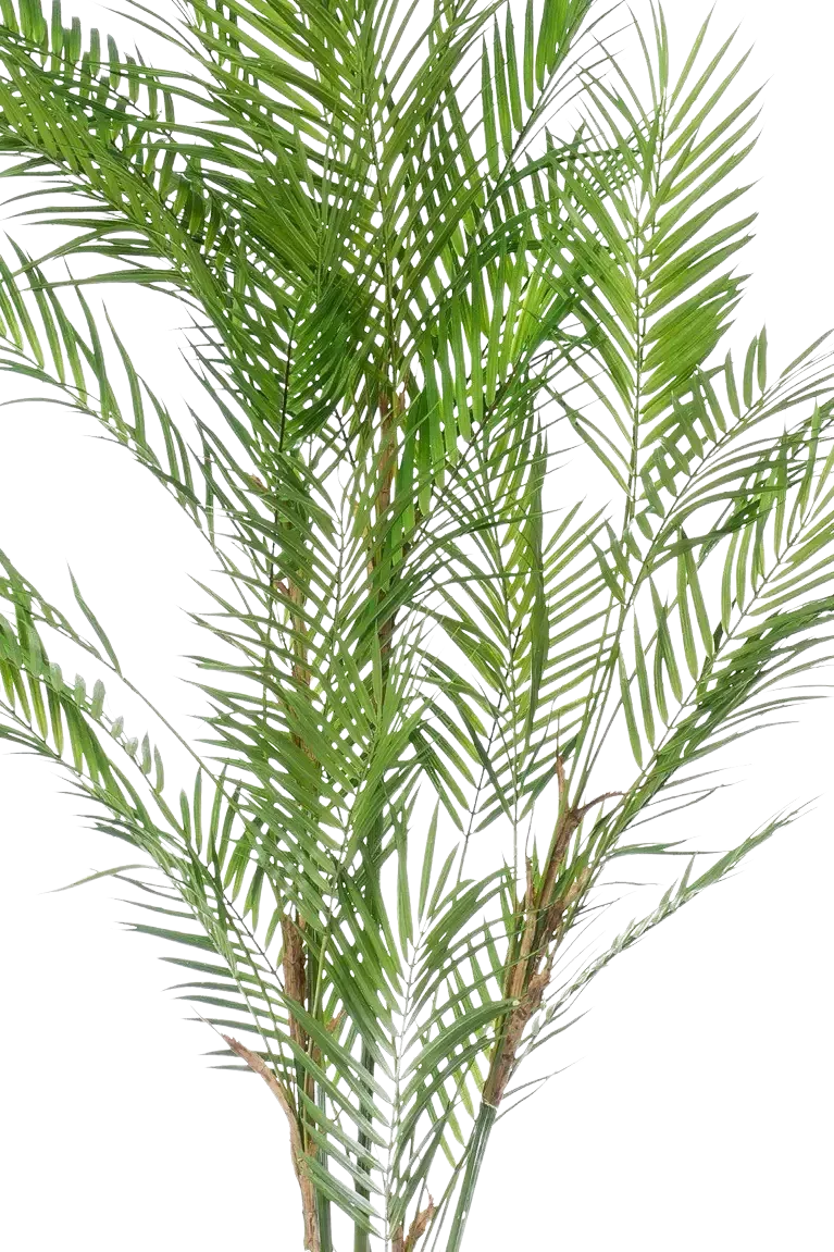 Künstliche Bergpalme - Nadine, 120 cm, Kunstbaum von aplanta, im schwarzen Topf, in Natur, für drinnen