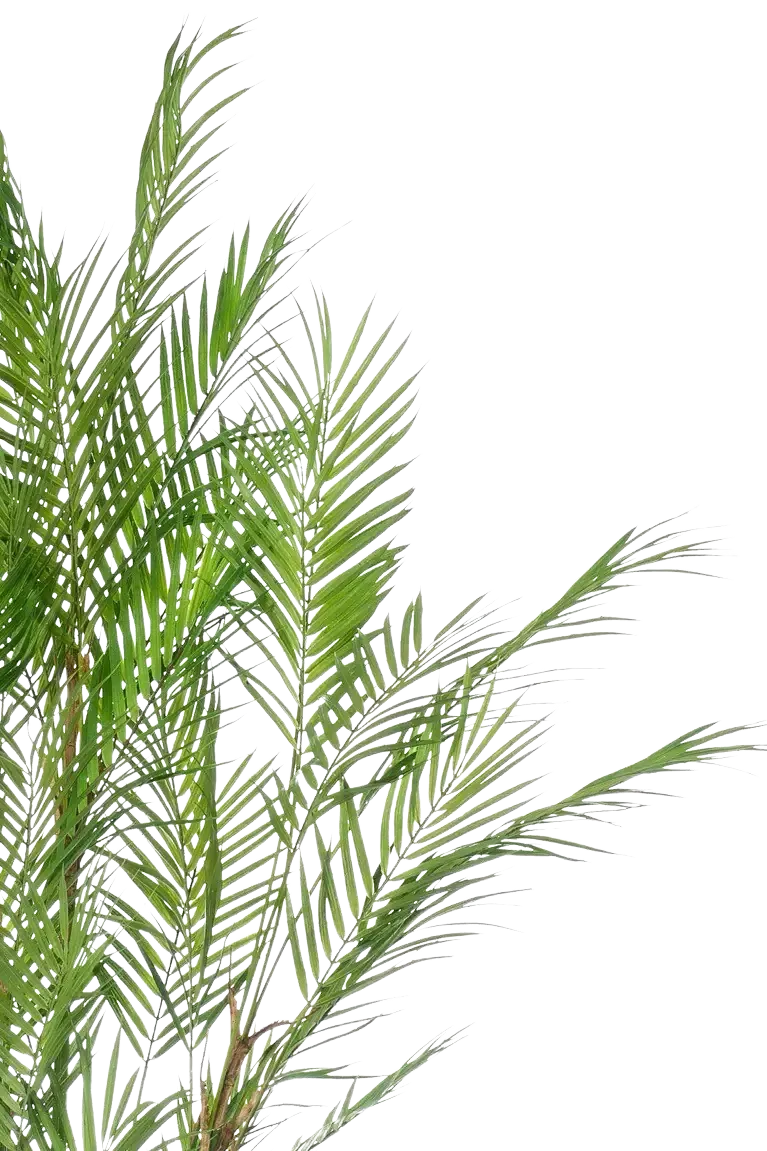 Künstliche Bergpalme - Nadine, 120 cm, Kunstbaum von aplanta, im schwarzen Topf, in Natur, für drinnen