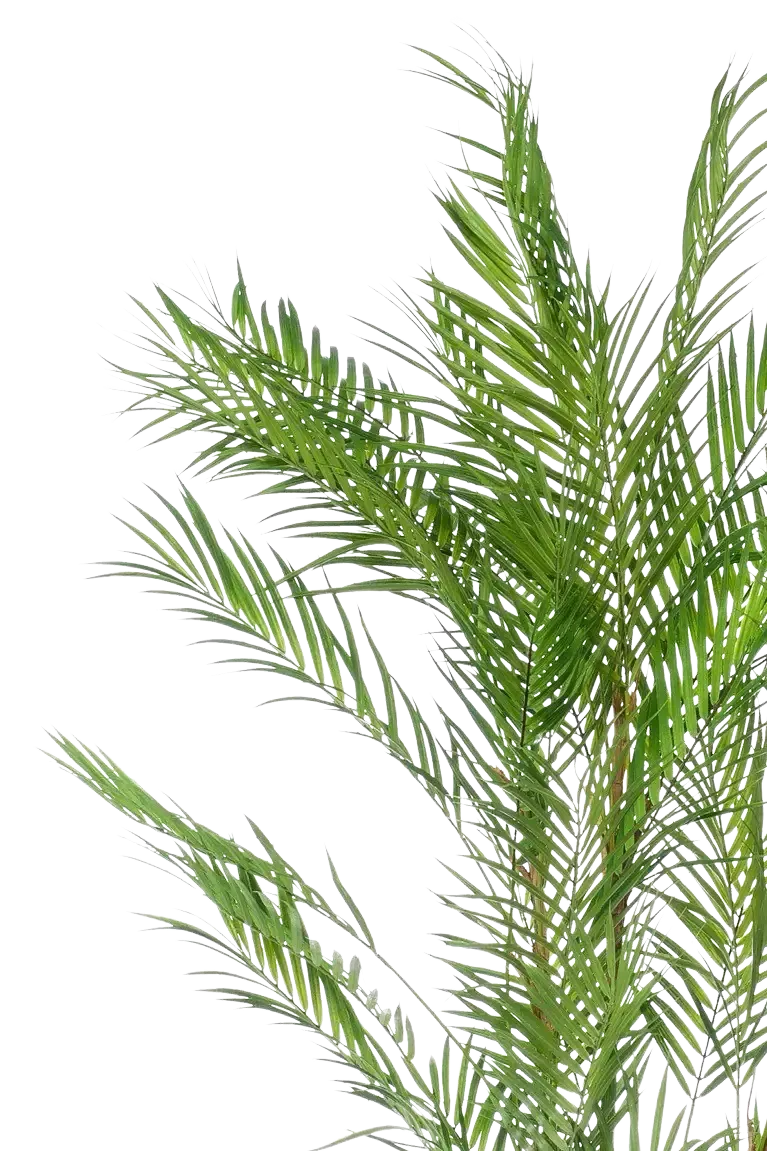 Künstliche Bergpalme - Nadine, 120 cm, Kunstbaum von aplanta, im schwarzen Topf, in Natur, für drinnen