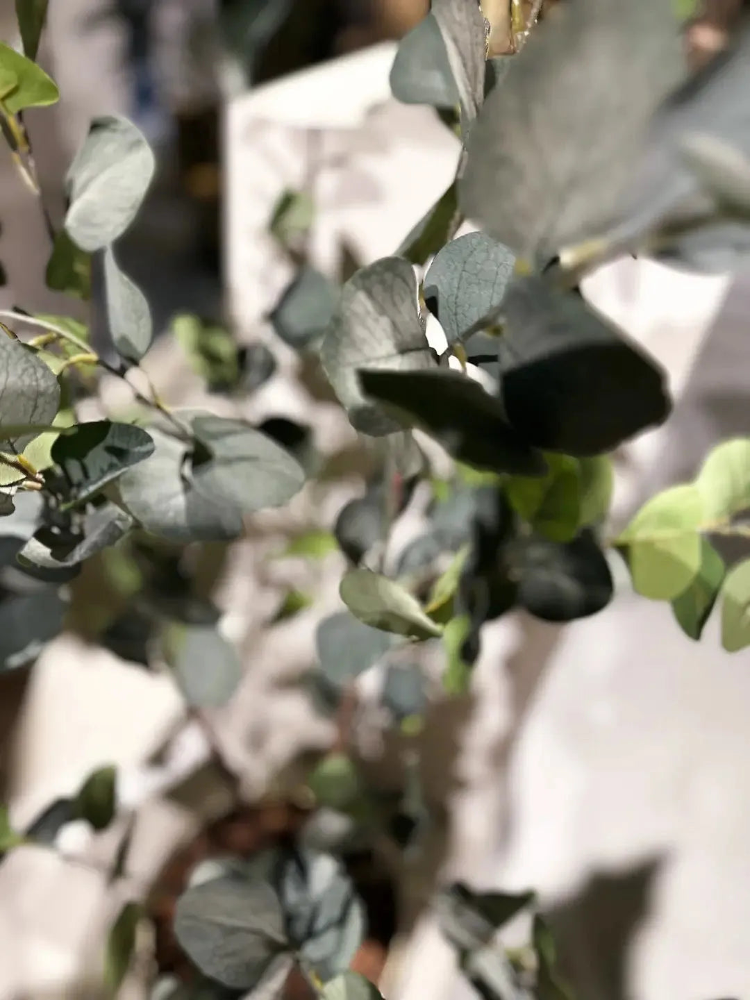 Künstlicher Eucalyptus Baum - Christopher, 120 cm, Kunstbaum von aplanta, in Natur, für drinnen