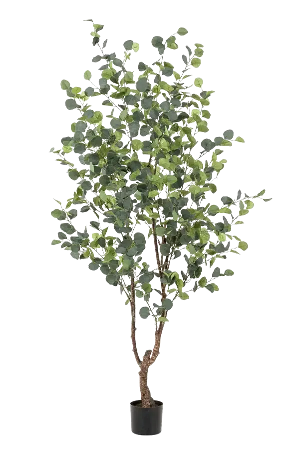 Künstlicher Eucalyptus Baum - Christopher, 180 cm, Kunstbaum von aplanta, in Natur, für drinnen
