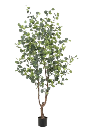Künstlicher Eucalyptus Baum - Christopher, 180 cm, Kunstbaum von aplanta, in Natur, für drinnen